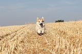 CORGI PEMBROKE 146